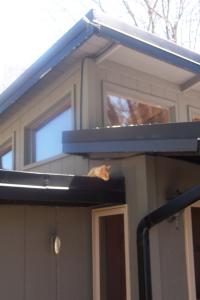 Kitten on a hot tin roof.