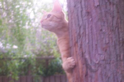 Kitten up the tree part 100